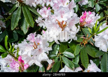 Pink rhododendron indicum flower blooming Stock Photo