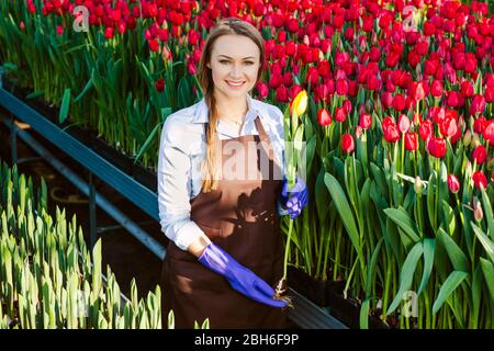 Female gardener holding a tulip, standing in a greenhouse. Industrial cultivation of flowers Stock Photo