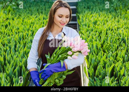 beautiful young woman with a perfect smile, holding a large bouquet of tulips, looking at the flowers , standing in a greenhouse Stock Photo