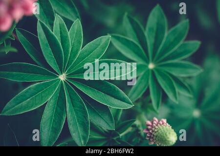 Summer background with Beautiful fan shaped lupine leaves at dusk. Moody bold colors. Abstract blurred natural background with copy space. Stock Photo