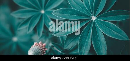 Summer dark background with fan shaped lupine leaves. Moody bold colors. Blurred natural background, banner format. Stock Photo
