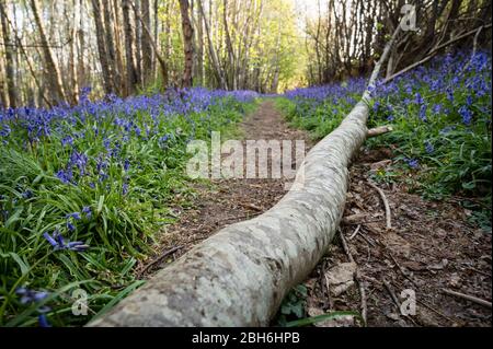 Fallen tree across path winding through bluebell woodland. Stock Photo