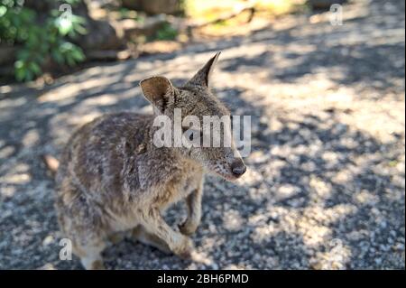 Australian Wallabie on a stone surface wanting something to eat Stock Photo