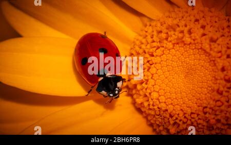 Closeup bright photo of a cute little ladybird sitting on the yellow flower, fresh summer natural background Stock Photo