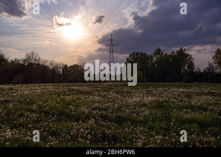 Beautiful, dramatic sunset over dandelion field in foreground and power line behind trees in background. Stock Photo