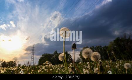 Beautiful, peaceful sunset over dandelion field in foreground and electricity power line behind trees in the background.