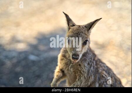 Australian Wallabie on a stone surface wanting something to eat Stock Photo