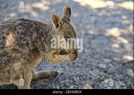 Australian Wallabie on a stone surface wanting something to eat Stock Photo