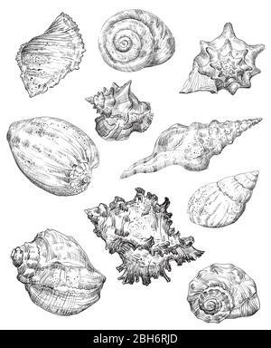 Hand drawing sketch set of seashells. Vector monochrome illustration of seashells collection in black color isolated on white background. Design trave Stock Vector