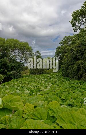 A dense mat of Giant Rhubarb or Gunnera tinctoria covering up the river and its banks in a small valley close to the Village of Panbride. Stock Photo