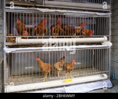 MISHAN, CHINA - JULY 27, 2019: Live chicken in cage for sale on market. Stock Photo