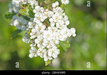 hawthorn in full bloom folklore abounds around this sturdy traditional hedge plant known for its medicinal properties Stock Photo