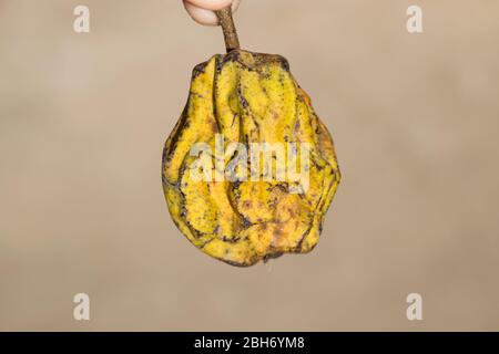 Dried pear fruit. Dried Pear Dried fruits from the garden. Stock Photo