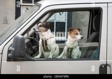 Two Jack Russell terriers looking out of a car window while they wait anxiously for their owner to return, UK Stock Photo