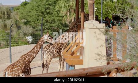 Al Ain, UAE - December 15, 2019: Giraffes in the zoo on a sunny day. Stock Photo