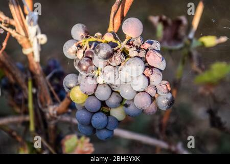 Grapes on the vine. The grapes on the vine dry out and deteriorate. Stock Photo