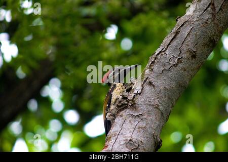 A Black-rumped Flameback Woodpecker Sits On A Branch Stock Photo