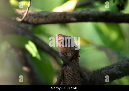 A Common Garden Lizard on a tree Stock Photo