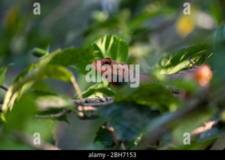 A Common Garden Lizard on a tree. Stock Photo