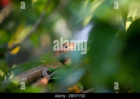 A Common Garden Lizard on a tree. Stock Photo