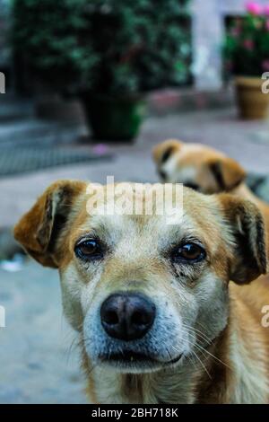 A Stray Dog Staring At The Camera. Stock Photo