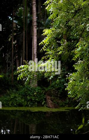 Vertical Shot Of A Neem Tree Branch Extending Over A Pond. Stock Photo