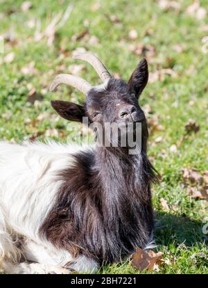 Front close up of domestic UK goat animal (Capra aegagrus) with horns, sitting isolated in field, enjoying spring sunshine. Stock Photo