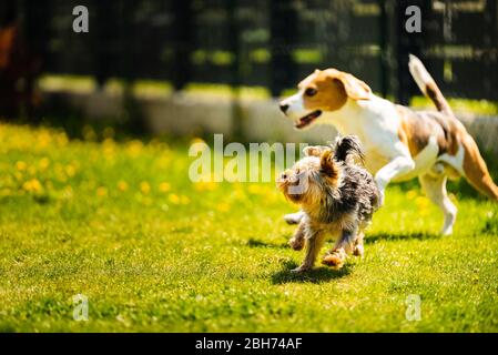 Cute Yorkshire Terrier dog running with beagle dog on gras on sunny day. Stock Photo