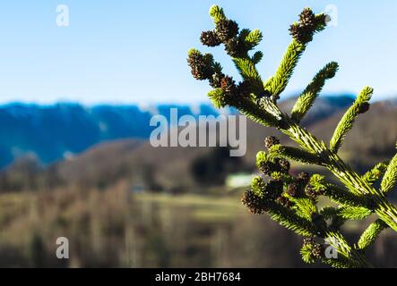 pine tree branches Stock Photo