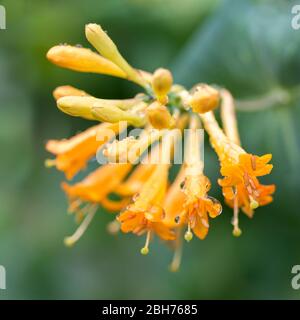 Lonicera tellmanniana Flower close-up Stock Photo
