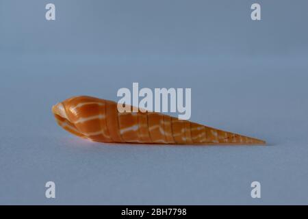 Auger Shell. Dimidiate Auger. Pacific Seashell