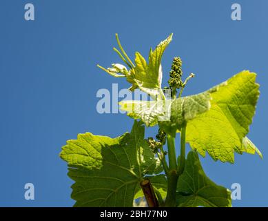 Young inflorescence of grapes on the vine close-up. Grape vine with young leaves and buds blooming on a grape vine in the vineyard. Spring buds sprout. Stock Photo