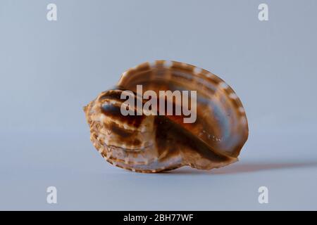 David Harp Shell. Harpa Davidus. Pacific Seashell Stock Photo