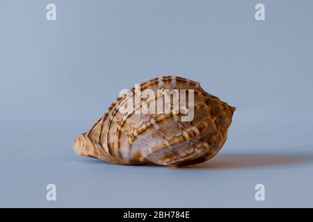 Harpa Davidus. David Harp Shell. Pacific Seashell Stock Photo