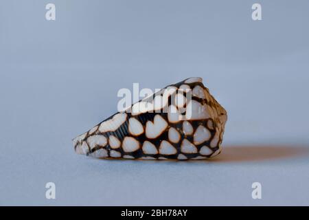 Marble Cone Shell. Conus Marmoreus Linne. Pacific Seashell Stock Photo