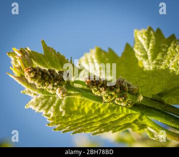 Young inflorescence of grapes on the vine close-up. Grape vine with young leaves and buds blooming on a grape vine in the vineyard. Spring buds sprout. Stock Photo