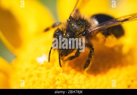 Close-up macro shot of bee in flower collecting pollen Stock Photo