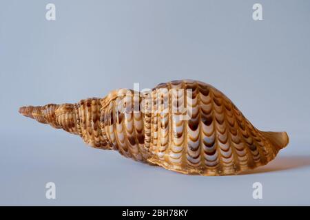 Pacific Triton. Charonia Tritonis L. Triton Trumpet Shell. Pacific Seashell Stock Photo