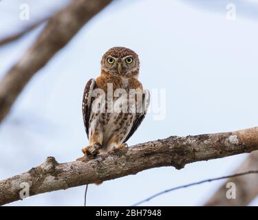 A Cuban pygmy owl (Glaucidium siju) perching on a tree branch with eyes wild open Stock Photo