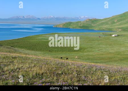 Song Kol Lake, Naryn province, Kyrgyzstan, Central Asia Stock Photo