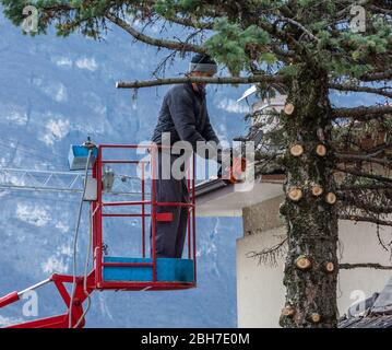 Professional gardener cuts down a rotten tree in a domestic garden using a chainsaw Stock Photo