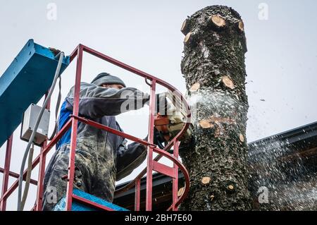 Professional gardener cuts down a rotten tree in a domestic garden using a chainsaw Stock Photo