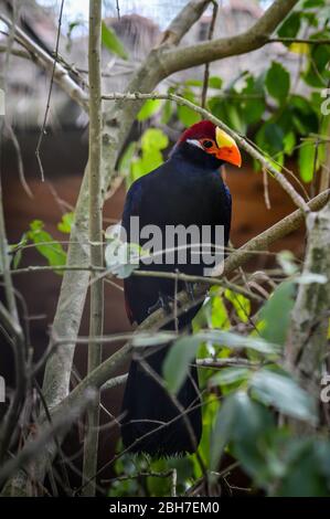 beautiful closeup portrait of a violet turaco, popular exotic bird specie from africa Stock Photo
