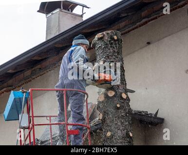 Professional gardener cuts down a rotten tree in a domestic garden using a chainsaw Stock Photo