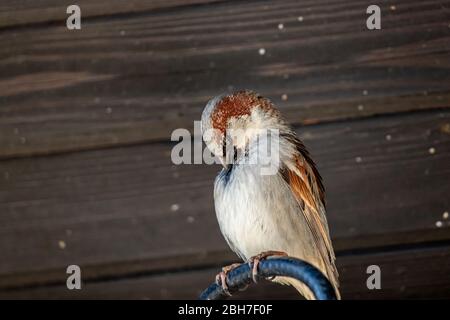 House sparrow sitting on electric cable cleaning himself Stock Photo