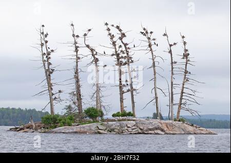 Cormorant nests on a small island on Opeongo Lake in Algonquin Park, Canada Stock Photo