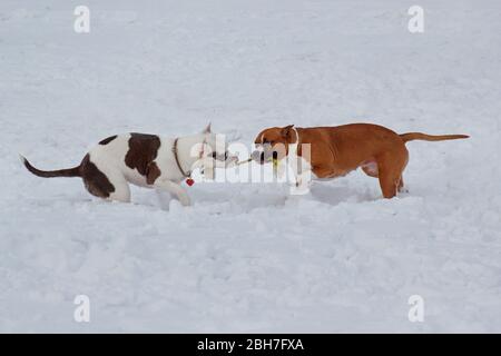 American staffordshire terrier puppies are playing on white snow. Pet animals. Seven month old. Stock Photo