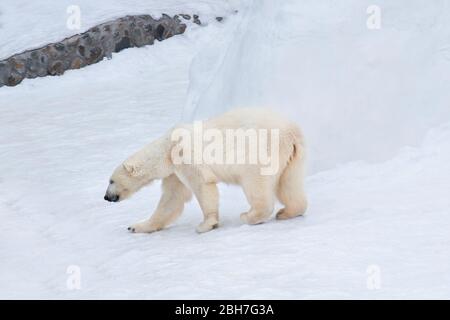 Large polar bear is walking on white snow. Ursus maritimus or Thalarctos Maritimus. Animals in wildlife. Stock Photo