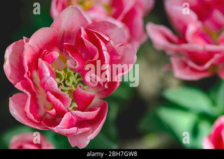 Buds of Red and yellow tulips with stamens and pestle close-up in soft lights at black background with place for your text. Hollands tulip bloom . Flo Stock Photo