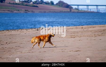 Dundee, Tayside, Scotland, UK. 24th Apr, 2020. UK Weather: Warm sunny morning in Dundee although a little cooler on the coast with maximum temperature 15°C. Dog owners exercising their dogs along Broughy Ferry beach during the Coronavirus lockdown restrictions. A long haired Labrador retrieving a tennis ball from the river Tay. Credit: Dundee Photographics/Ģ����ý Live News Stock Photo